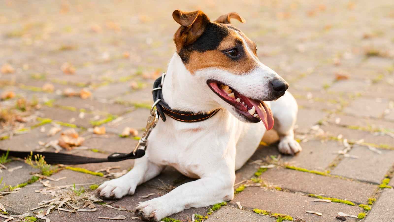 6 Mistakes to Avoid When Buying Dog Collars Online