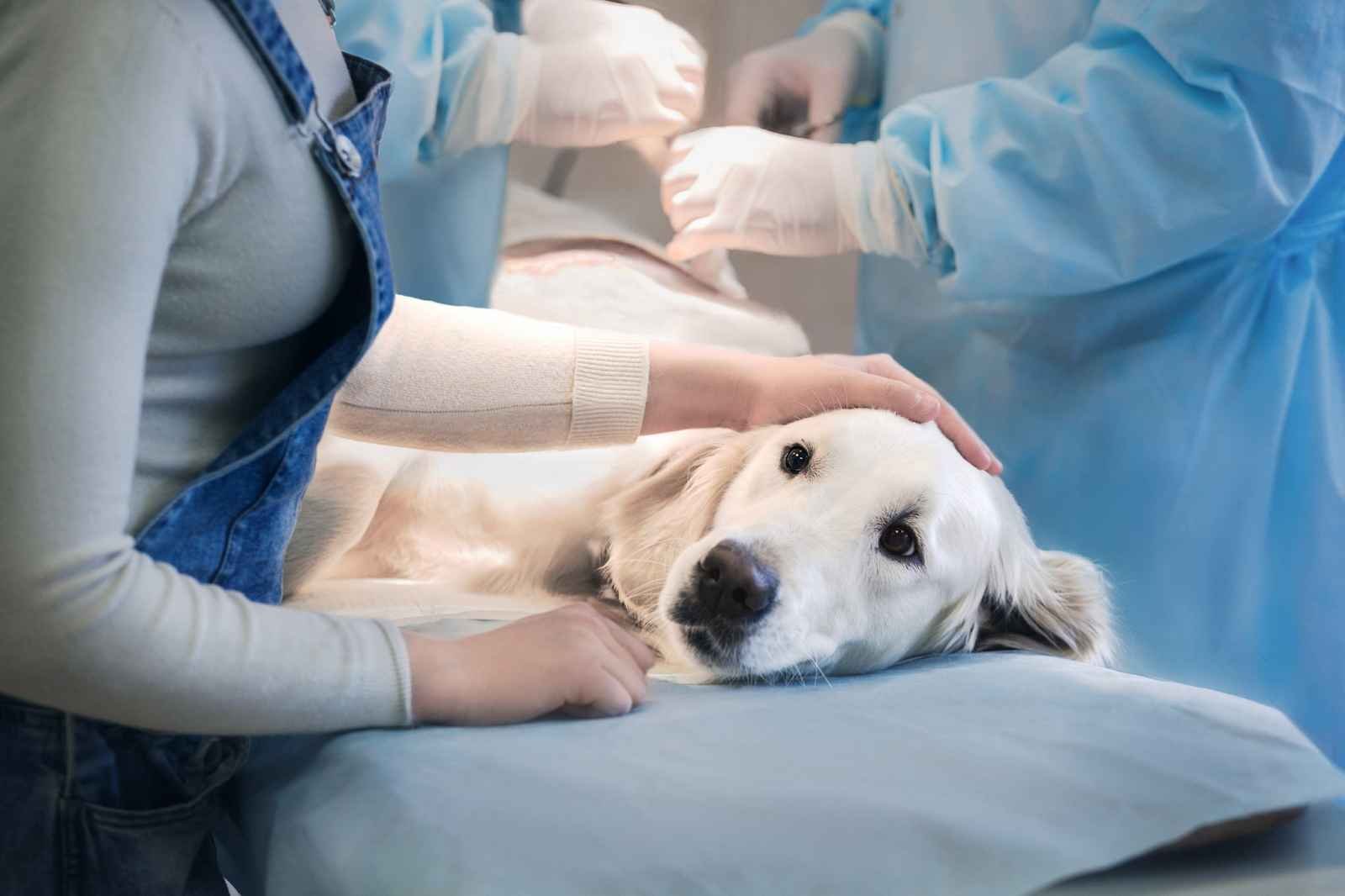 Animal Endoscopy Explained: Techniques, Benefits, and Innovations