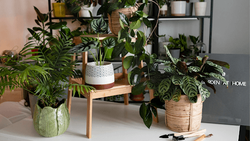 Best Indoor Live Plants to Buy Online in Bangalore for Cleaner Air