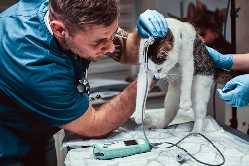 When Should You See a Veterinary Neurologist in Maryland?