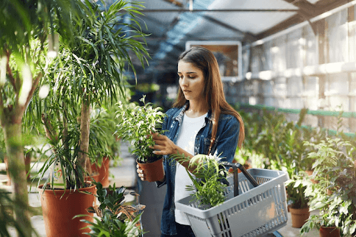 The Complete Guide to Buying Online Plants in Bangalore (2026 Edition)