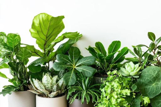 How to Buy Plants Online in Bangalore Without Making Common Mistakes