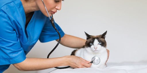 Why Your Pet May Need an Expert Pet Cardiologist for Heart Care