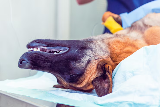 Pet Paralysis: Warning Signs, Urgent Steps, and Recovery Questions